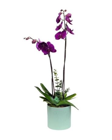 Double Purple Orchid in Mint Green Ceramic Flower Arrangement
