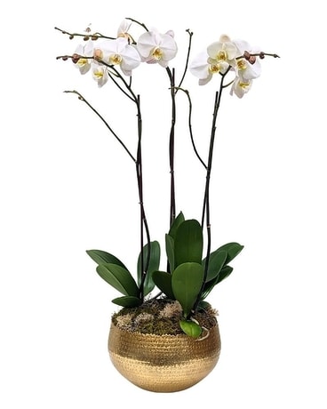 Golden Classic Orchid Garden Flower Arrangement