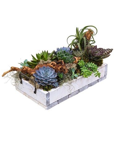 The Beachfront Succulent Garden Flower Arrangement