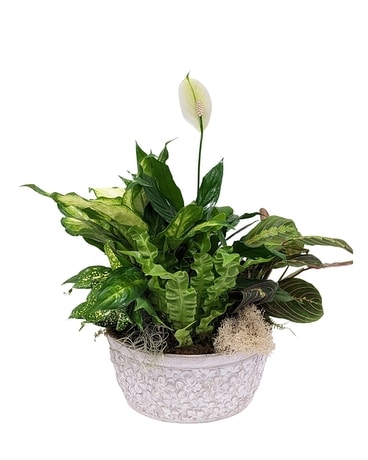 Mother's Day Dish Garden Plant