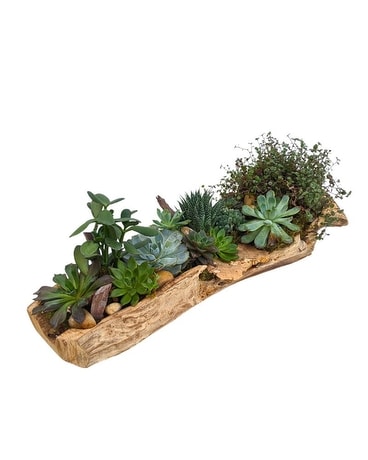Rialto Succulent Garden- Long Flower Arrangement