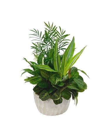 Nature's Palette Dish Garden Dish Garden Plant
