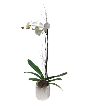 Graceful Orchids Flower Arrangement