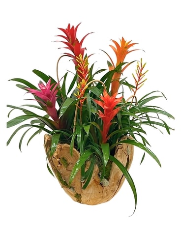 Rialto Grand Bromeliad Garden Flower Arrangement