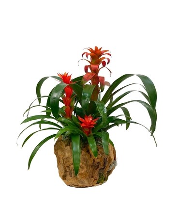Rialto Bromeliad Garden Flower Arrangement