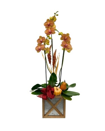 Pumpkin Orchid Plant