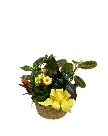 Dish Gardens Delivery Wellington FL - Wellington Florist