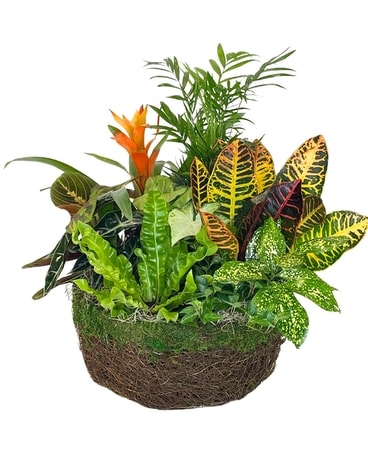 Dish Gardens Delivery Wellington FL - Wellington Florist