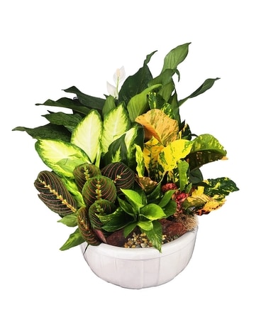 Designer Choice Dish Garden Flower Arrangement