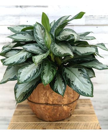 Aglaonema (Chinese Evergreen) in Coconut Basket Plant