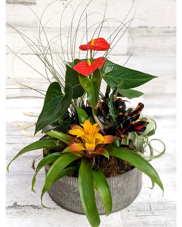 Tropical Dish Garden in Galvanized Container Plant
