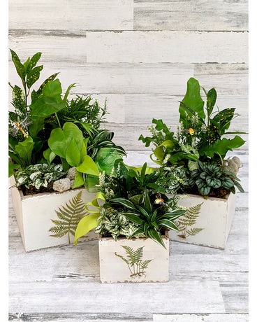 Green Leaf Planter Collection Plant