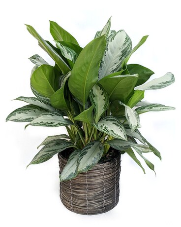 Aglaonema in Gray Basket Plant