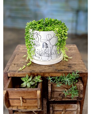 Plant Lover's String of Beads Plant