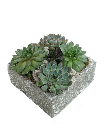 Simply Succulent Planter Plant