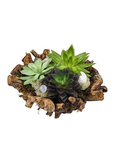 Rialto Succulent Garden- Round Plant