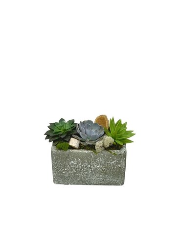 Succulent Trio Flower Arrangement