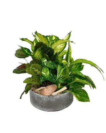 Galvanized Dish Garden Plant