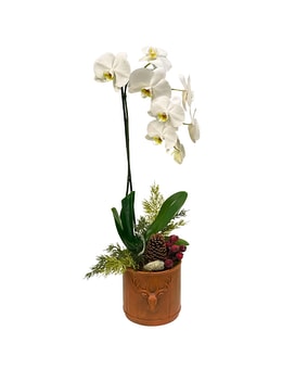 Single White Reindeer Orchid Plant