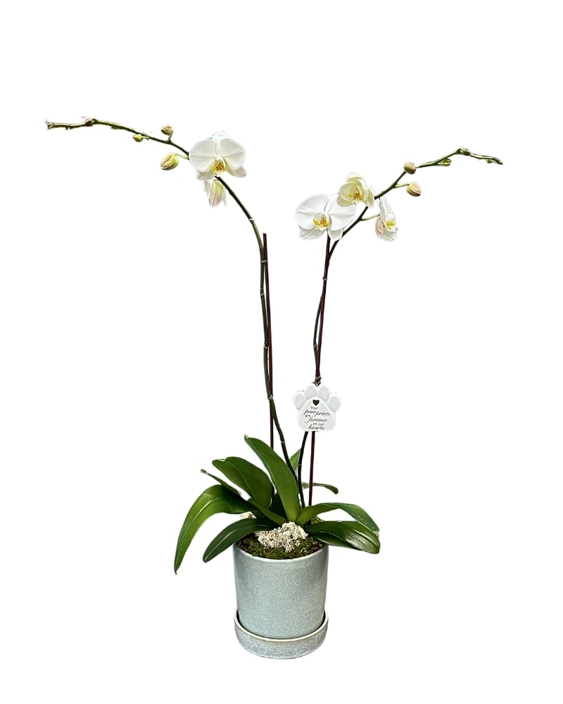 Pet Sympathy Orchid