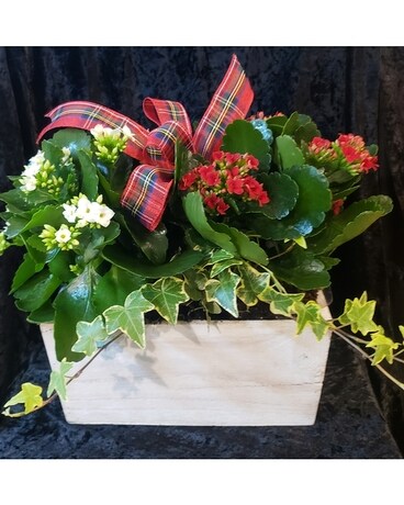 BLOOMING CHRISTMAS Flower Arrangement