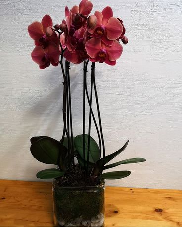 Phalaenopsis Orchid Plant Flower Arrangement