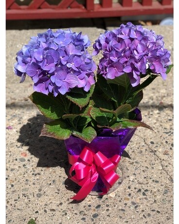 Hydrangea Plant Dish Garden Plant