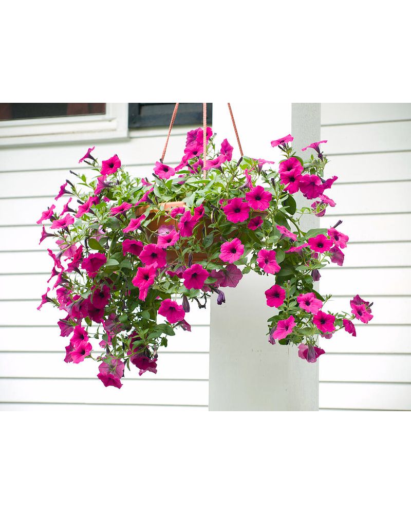 Hanging Petunia Basket
