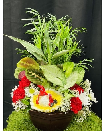 Sherwood's Cheeky Gnome Dish Garden Flower Arrangement