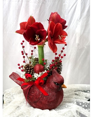 LIVING Amaryllis Plant Christmas Cardinal Planter Flower Arrangement
