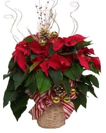 8in Large Decorated Poinsettia Plant