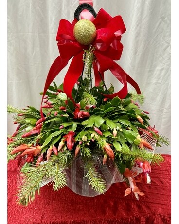 8 INCH DECORATED CHRISTMAS CACTUS PLANT Plant