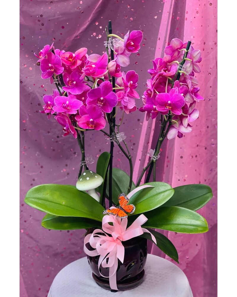 The FTD Fuchsia Phalaenopsis Orchid