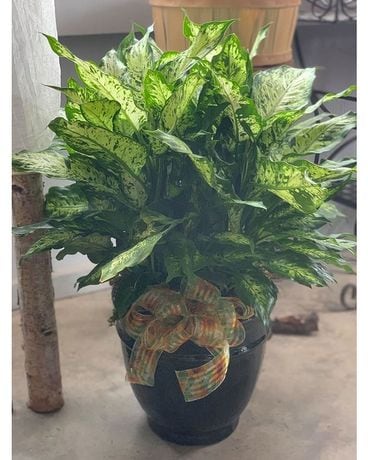 Dieffenbachia Plant
