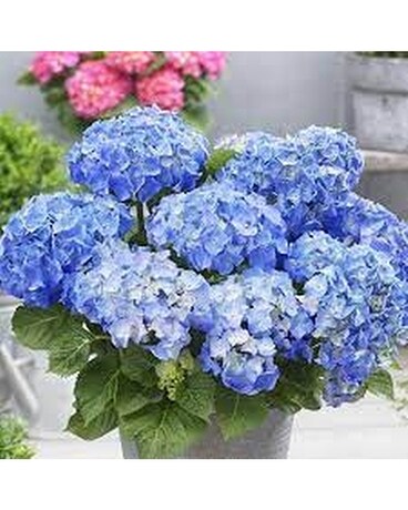 Hydrangea Plant Plant
