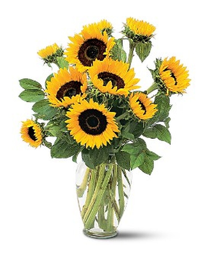 Sunflower ページ il_fullxfull.4072329338_q2mq.jpg