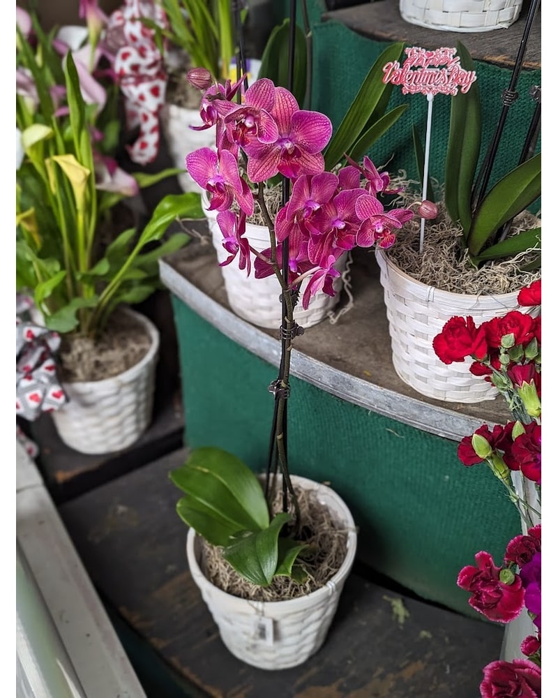 Plants Delivery Lowell MA - Wood Bros Florist