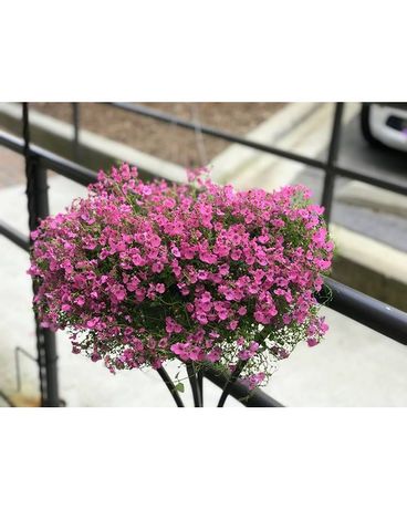 Hanging Basket Variety of colors (May- July)
