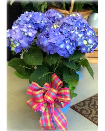 Happy Hydrangea Plant Plant