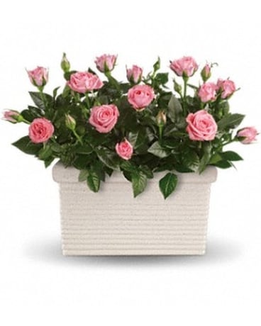 Rose Repose Flower Arrangement