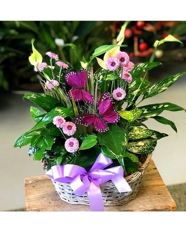 dish garden butterflies Plant