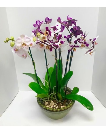 Orchid Garden Plant