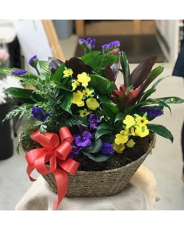 Colorful Dish Garden Plant