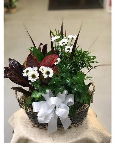 Dish Garden - Medium Plant