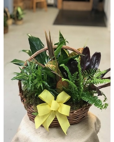 Planter Dish Garden - large Plant