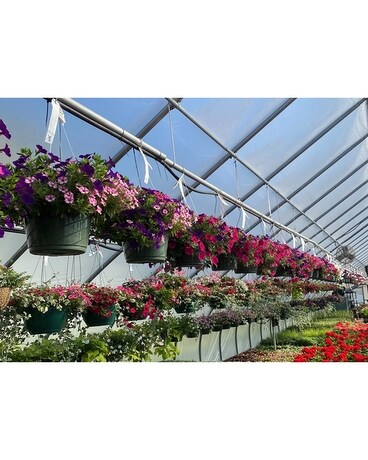 Hanging Annual Baskets