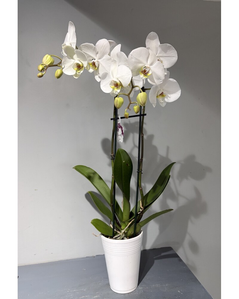 Send Mother's Day Flowers in Goshen, NY | Tom's Greenhouses and