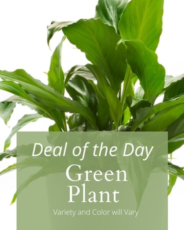 Green Plant Deal of the Day Plant