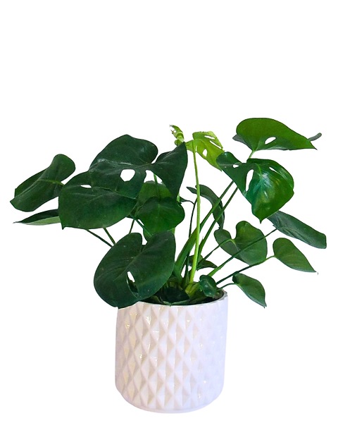 philodendron hasta Philodendron hastatum, 