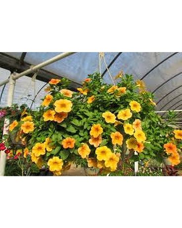 Hanging Porch Basket Flower Arrangement